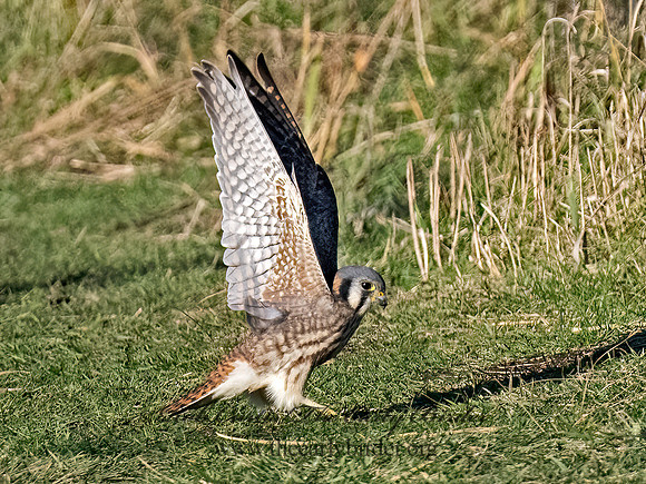 Falco sparverius AMERICAN KESTREL 9092100z