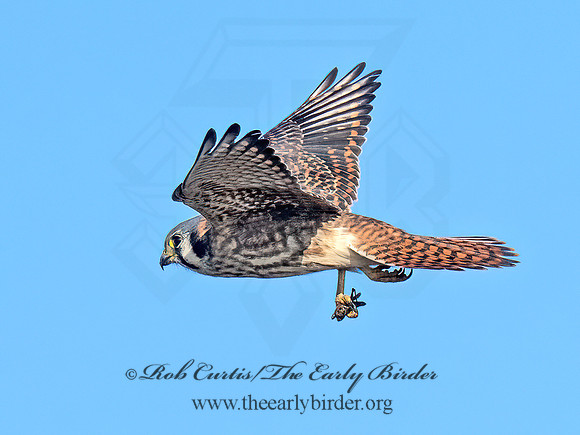 Falco sparverius AMERICAN KESTREL 9092122z