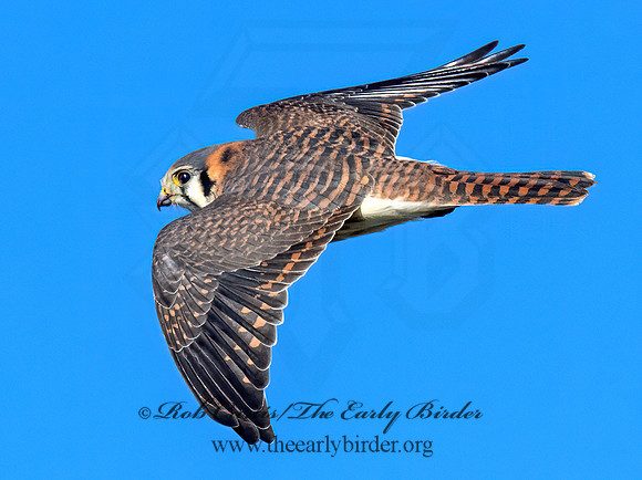 Falco sparverius AMERICAN KESTREL 9092790z