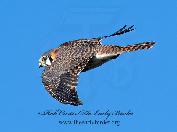 Falco sparverius AMERICAN KESTREL 9092805z