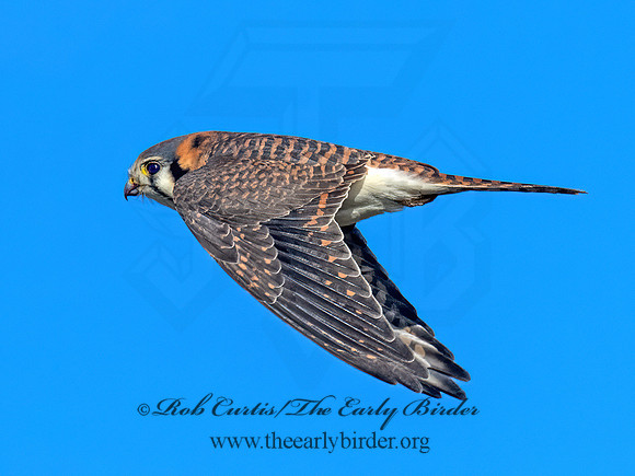 Falco sparverius AMERICAN KESTREL 9092780z