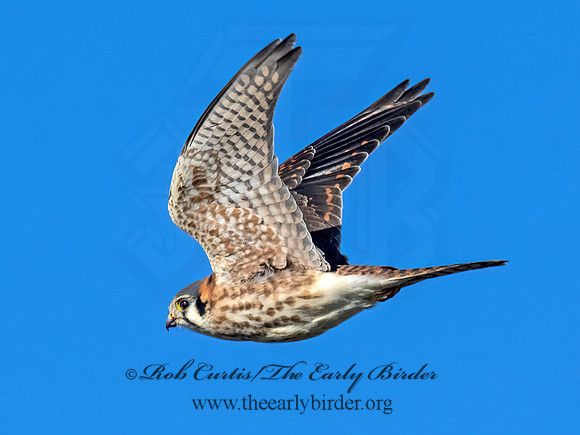 Falco sparverius AMERICAN KESTREL 9092799z