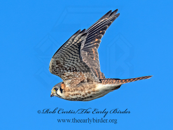 Falco sparverius AMERICAN KESTREL 9092795z