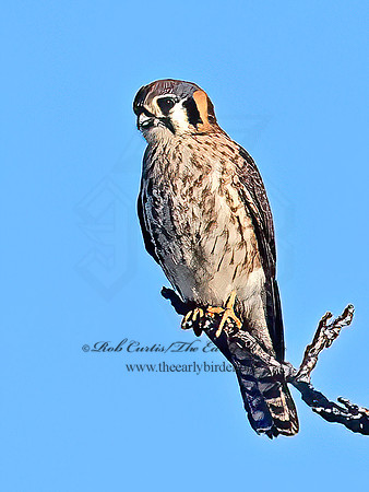 Falco sparverius AMERICAN KESTREL 9092975z