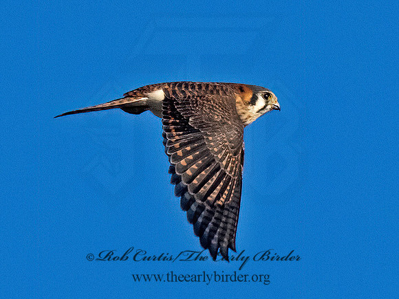 Falco sparverius AMERICAN KESTREL 9093005z