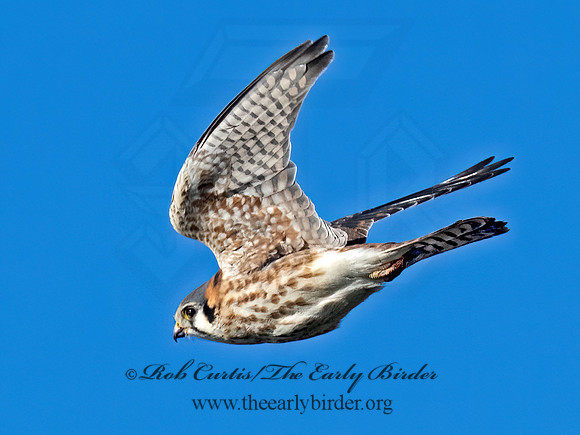 Falco sparverius AMERICAN KESTREL 9092808z