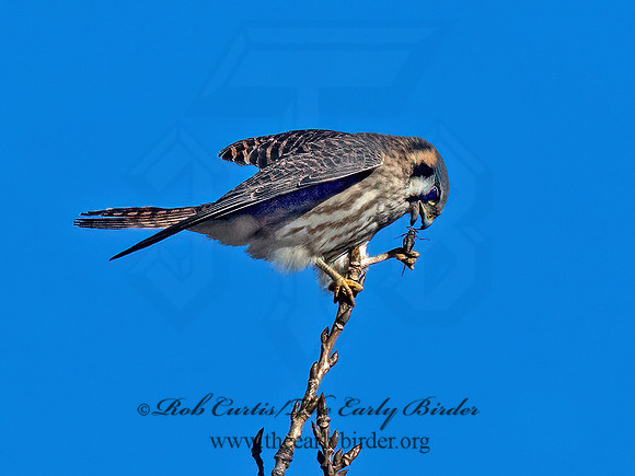 Falco sparverius AMERICAN KESTREL 9099187z