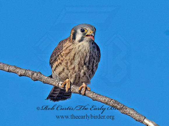 Falco sparverius AMERICAN KESTREL 9099221z