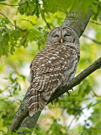 Strix varia BARRED OWL 3043395z