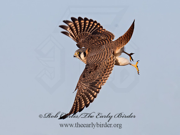Falco sparverius AMERICAN KESTREL 9098840z