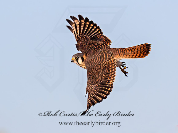 Falco sparverius AMERICAN KESTREL 9098841z