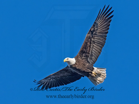 Haliaeetus leucocephalus BALD EAGLE 3048329z