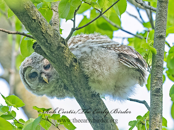 Strix varia BARRED OWL 3043405z