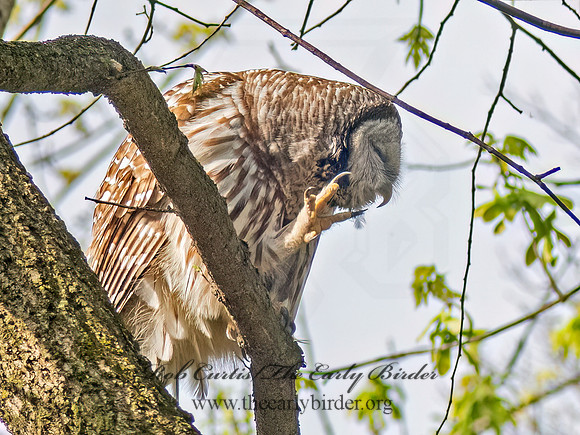 Strix varia BARRED OWL 8037693z