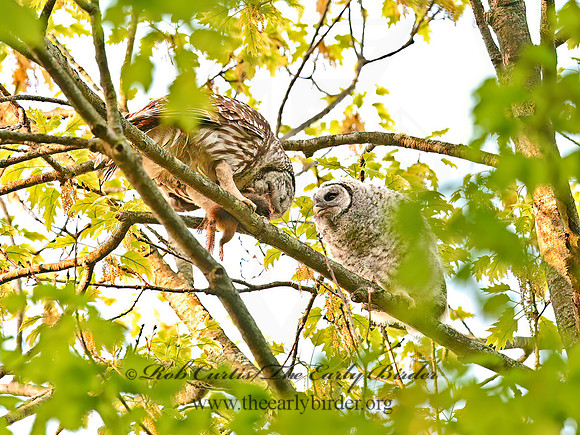 Strix varia BARRED OWL 3043552z