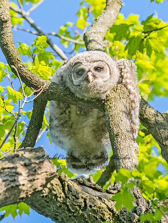 Strix varia BARRED OWL 3043505z