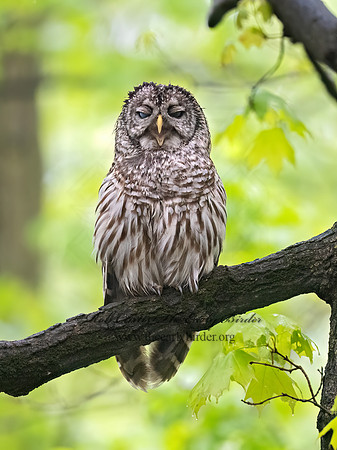 Strix varia BARRED OWL 3043457z
