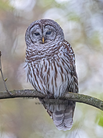 Strix varia BARRED OWL 9093841z
