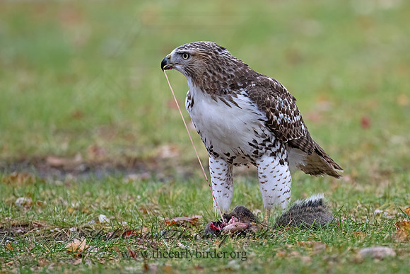 Buteo jamaicensis RED-TAILED HAWK 9098976z-