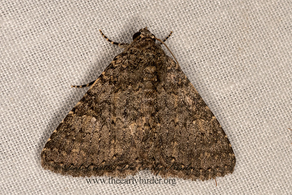 Matigramma obscurior  OMOPTERINI OWLET MOTH 3031994