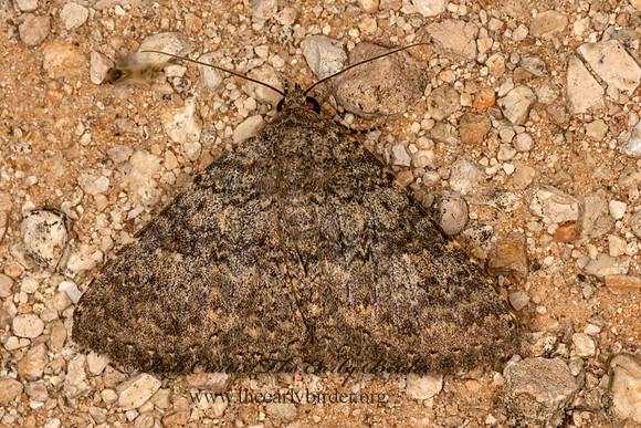 Matigramma obscurior  OMOPTERINI OWLET MOTH 3032002