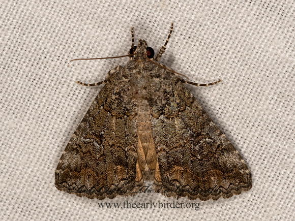 Eubolina impartialis  OMOPTERINI EREBID MOTH 3031940