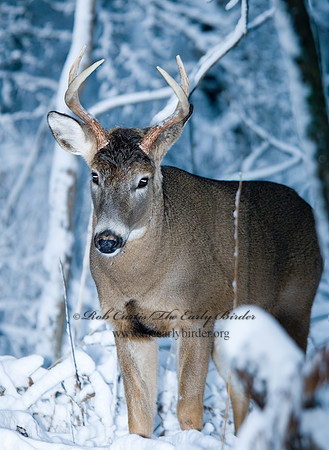 Odocoileus virginianus  WHITE-TAILED DEER  6018890z