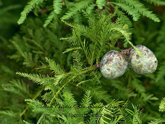 Taxodium distichum  BALD CYPRESS 9049454z
