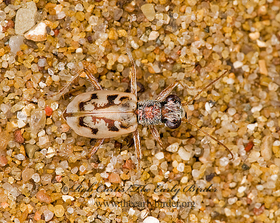 Ellipsoptera lepida  GHOST TIGER BEETLE 8008427z