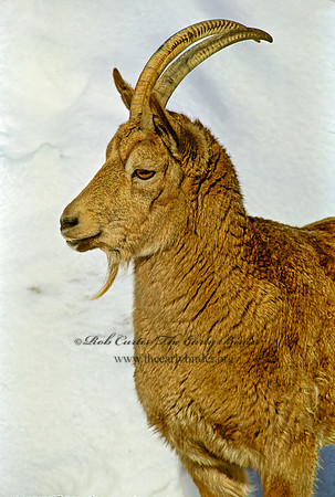 Capra ibex sibirica  SIBERIAN IBEX 279131z