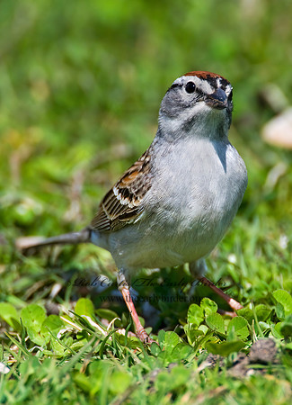 Spizella passerina  CHIPPING SPARROW 7016049z