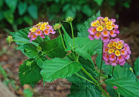 Lantana camara  WEST INDIAN LANTANA 165508z