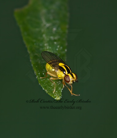Thaumatomyia glabra FRIT FLY 6012621z