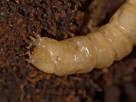 Elateridae WIREWORM 9050063z