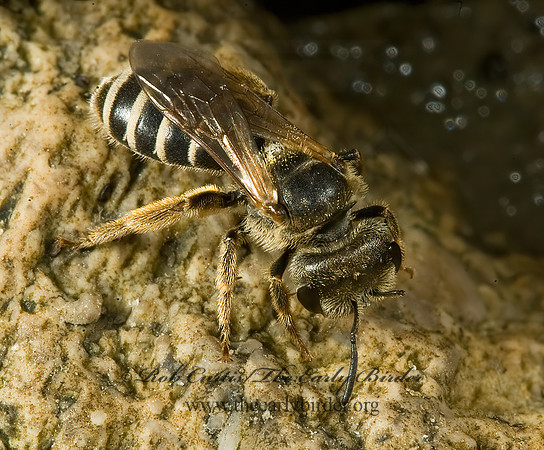 Halictus ligatus  LIGATED FURROW BEE 5014079 z