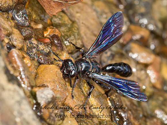 Trypoxylon  SQUARE-HEADED WASP 9050693z