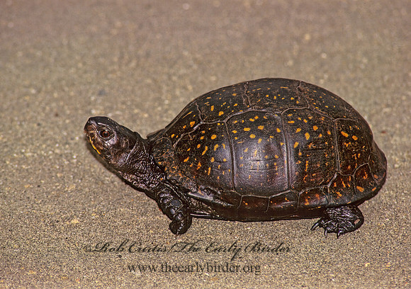 Terrapene carolina carolina  EASTERN BOX TURTLE 277030z