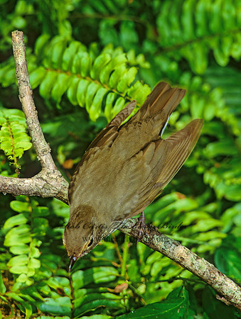 Catharus ustulatus  SWAINSON'S THRUSH 191213z