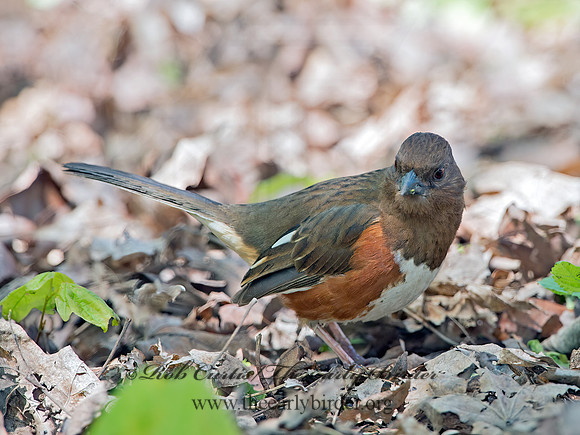 Pipilo erythrophthalmus  EASTERN TOWHEE 9030063z
