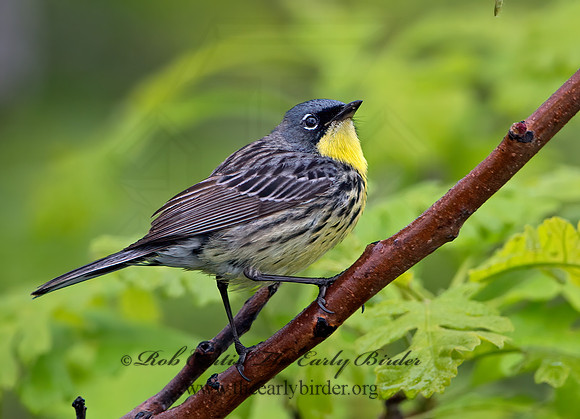 Setophaga kirtlandii  KIRTLAND'S WARBLER 9030406z