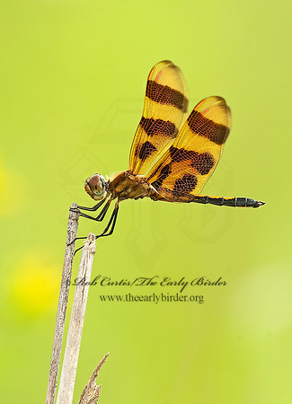 Celithemis epinona HALLOWEEN PENNANT 8015439