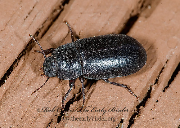 Metoponium  EDROTINI DARKLING BEETLE 6025159z