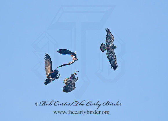 Haliaeetus leucocephalus  BALD EAGLE 7013975z