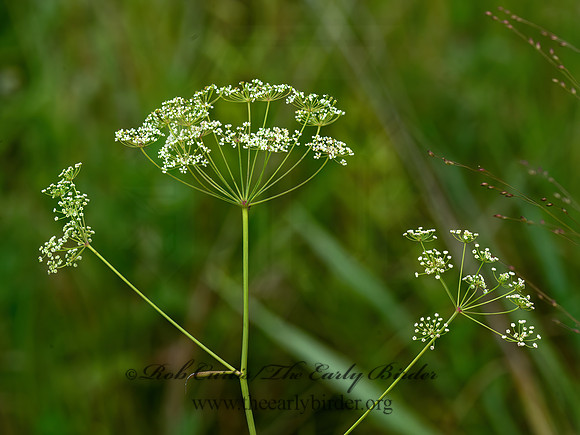 Perideridia americana  THICKET PARSLEY 9040543z