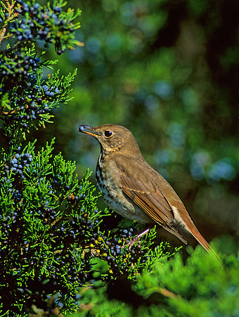 Catharus guttatus  HERMIT THRUSH 158107z