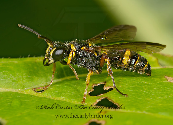 Cerceris insolita  WEEVIL WASP 9013656z