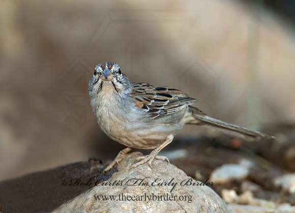 Peucaea carpalis  RUFOUS-WINGED SPARROW 7007943z
