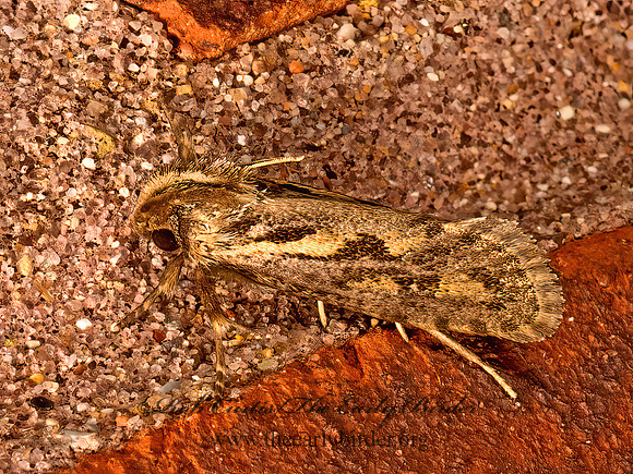Acrolophus popeanella  CLEMEN'S GRASS TUBEWORM MOTH 9048060z