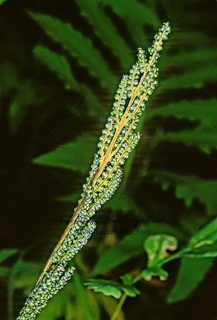 Ococlea sensibilis  SENSITIVE FERN 210211z