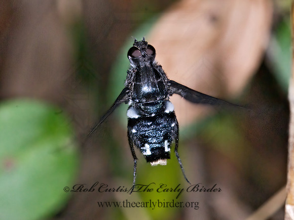 Xenox tigrinus  ANTHRACINI BEE FLY 6010909z
